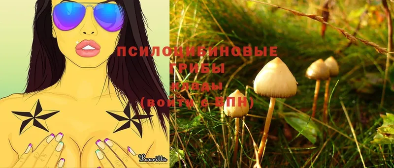 купить  цена  Баксан  Галлюциногенные грибы Psilocybe 